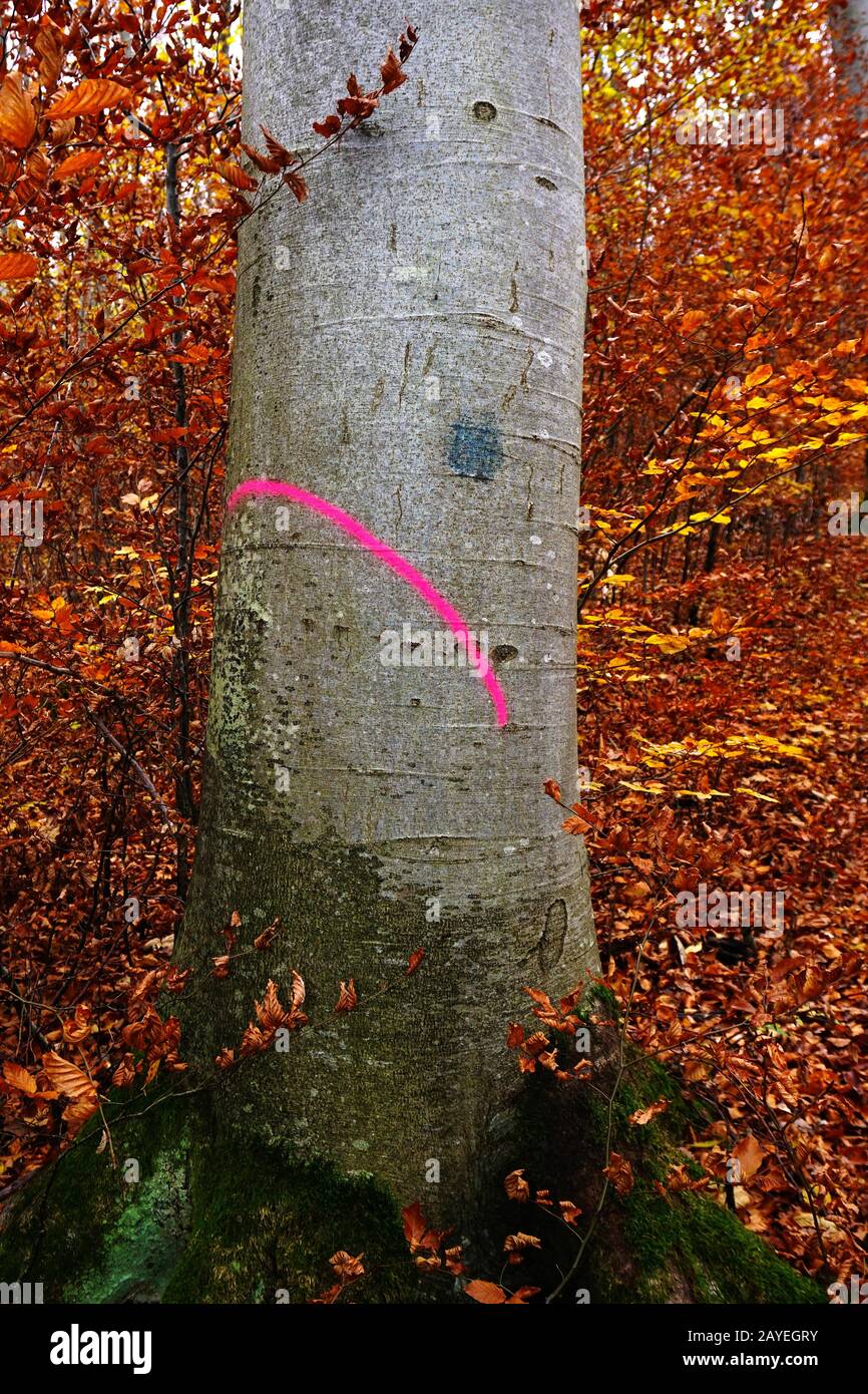 Colour marking on an red beech for tree felling Stock Photo