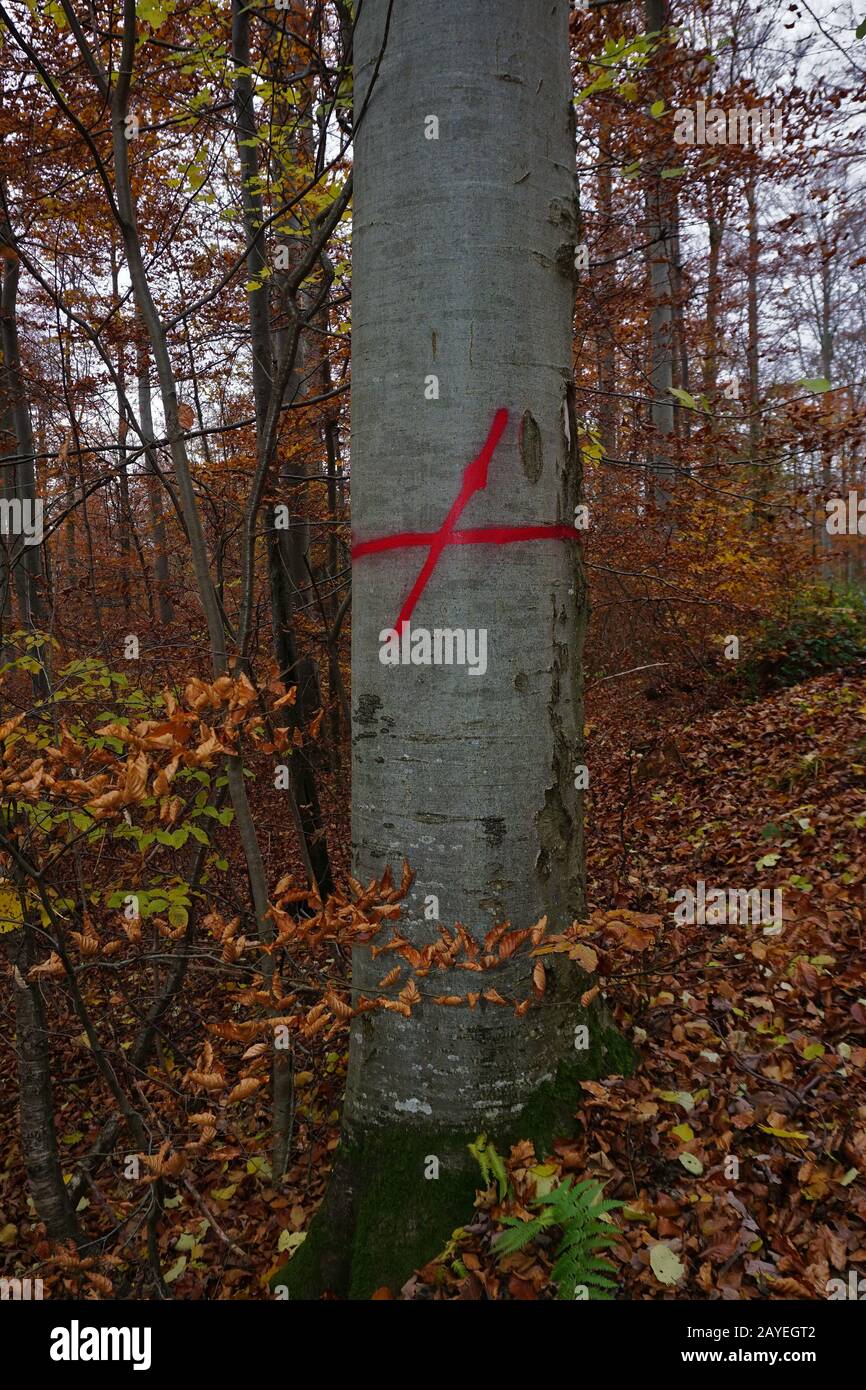 Colour marking on a red beech tree showing a logging trail Stock Photo