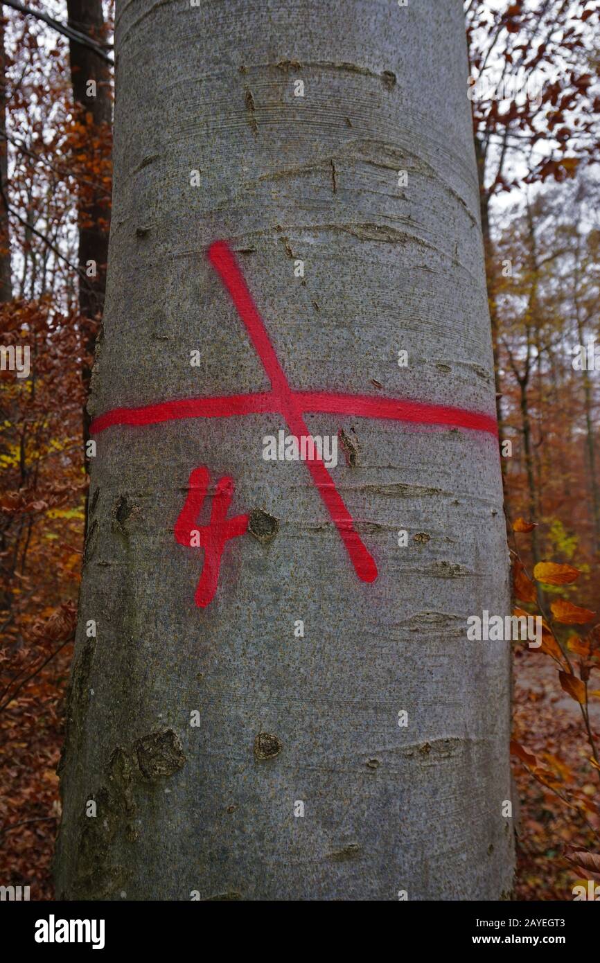 Colour marking on a red beech tree showing a back lane Stock Photo