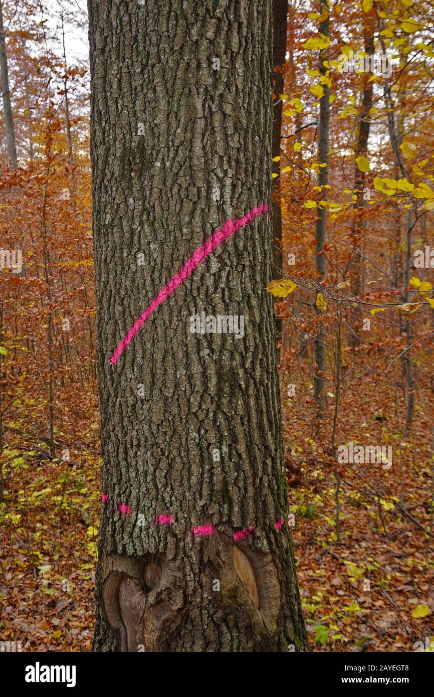 Colour marking on an oak for precipitation Stock Photo