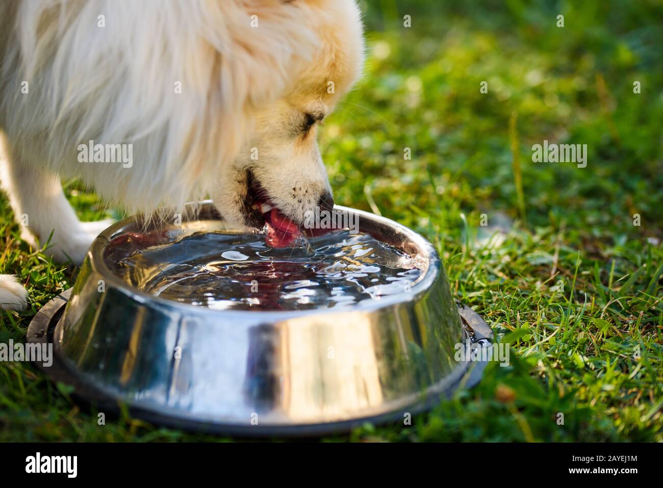 dog drinking from bowl