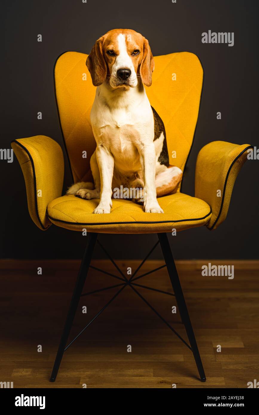 Green Velvet Chair High Resolution Stock Photography And Images Alamy