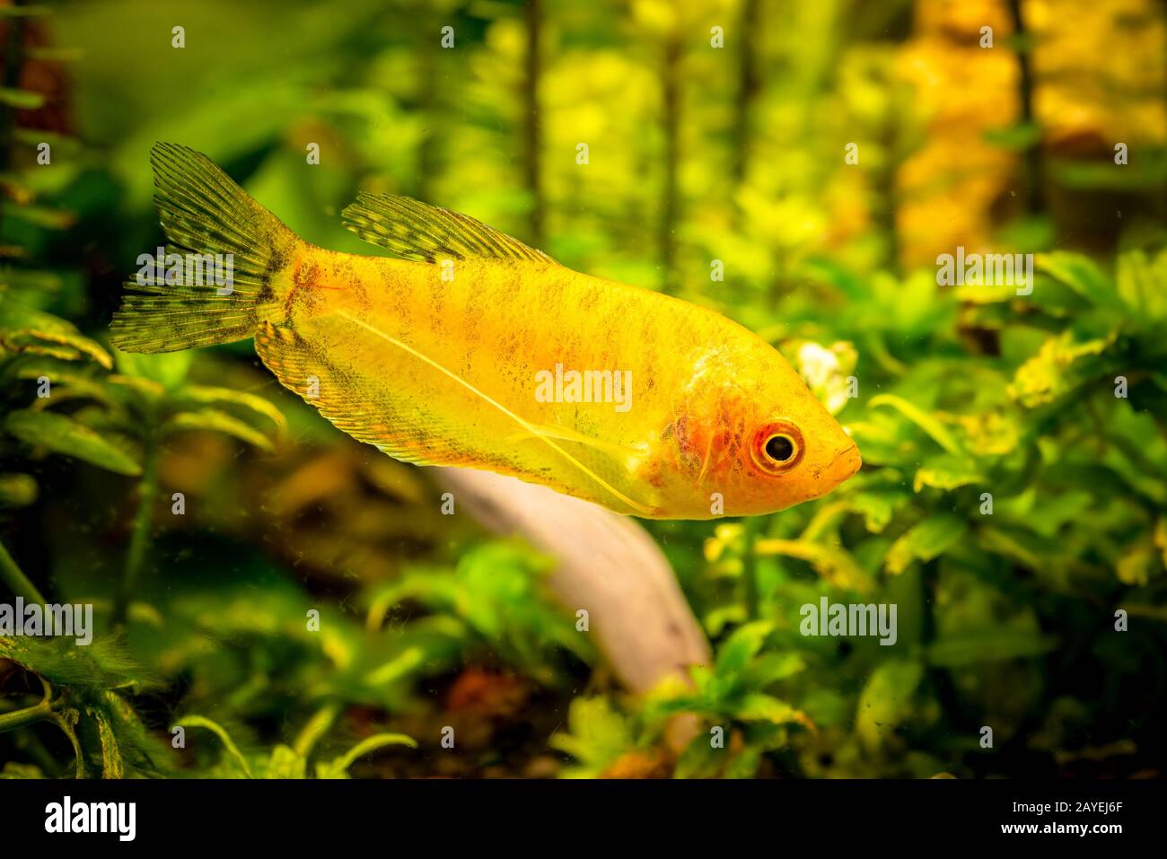 Gold Gourami Trichogaster trichopterus . Fish tank concept Stock Photo