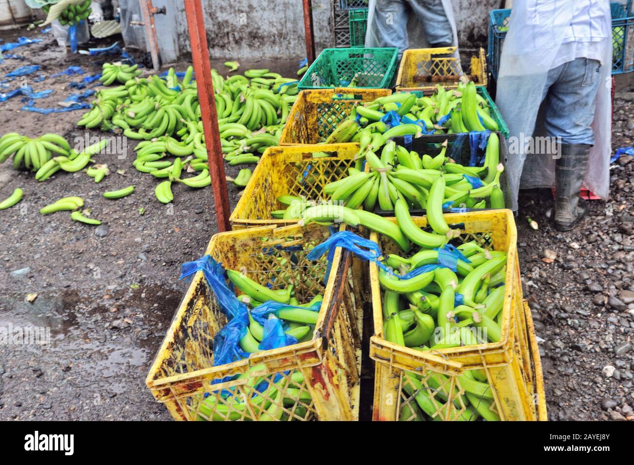 Bananas production Stock Photo