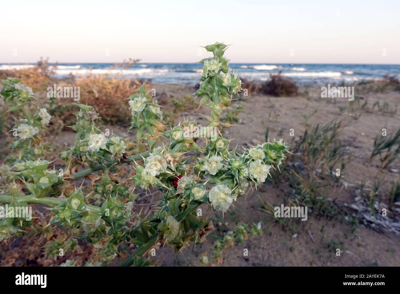 prickly saltwort or prickly glasswort (Kali turgidum, Syn. Salsola kali, Kali tragus) Stock Photo