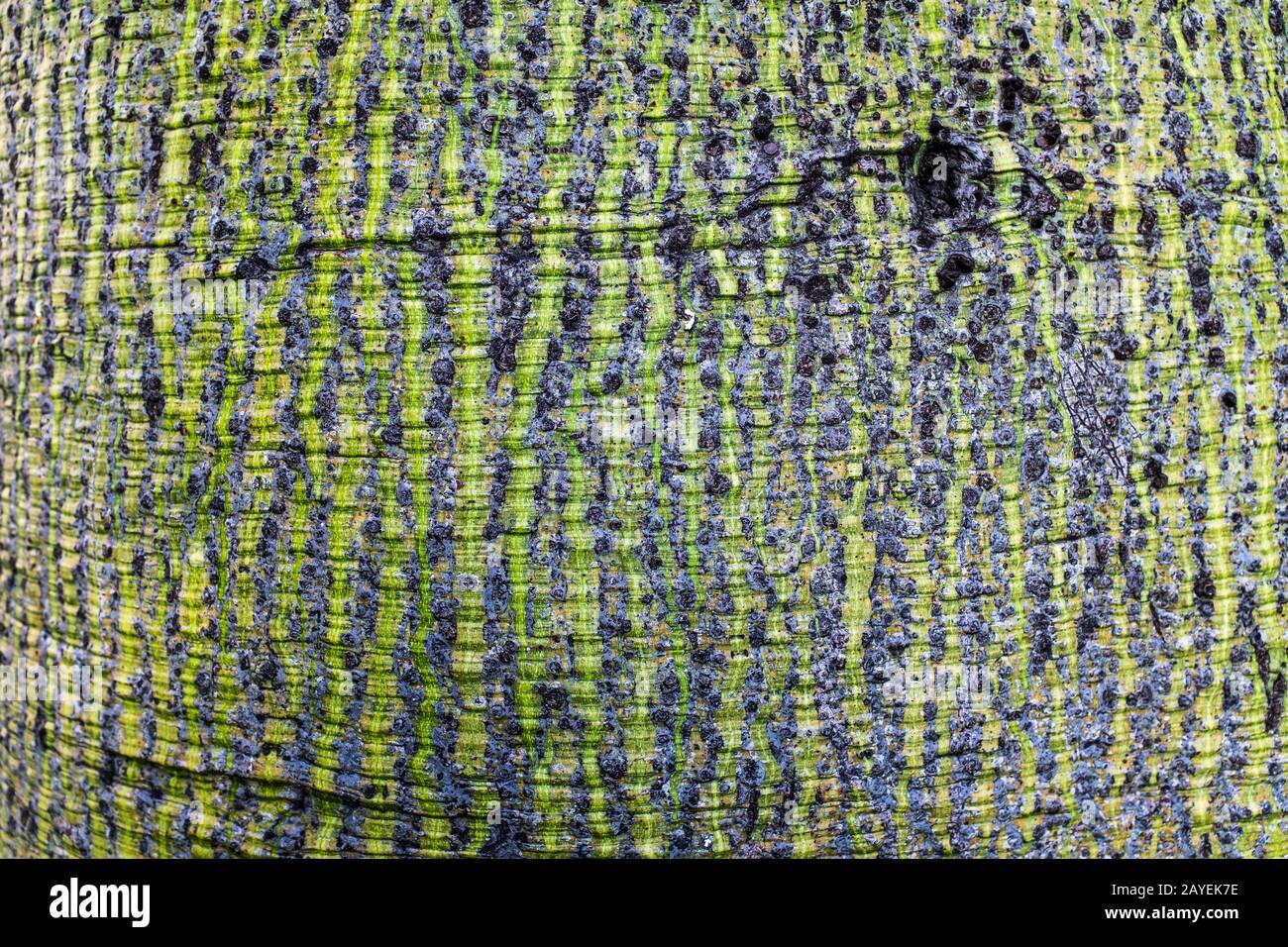 The Texture Of The Bark Of A Silk Floss Tree Ceiba Speciosa The Trunk Of The Tree Is Bottle Shaped And The Youngest Specimen Is Green Stock Photo Alamy The Texture Of The Bark Of A Silk Floss Tree Ceiba Speciosa The Trunk Of The Tree Is Bottle Shaped And The Youngest Specimen Is Green Stock Photo Alamy