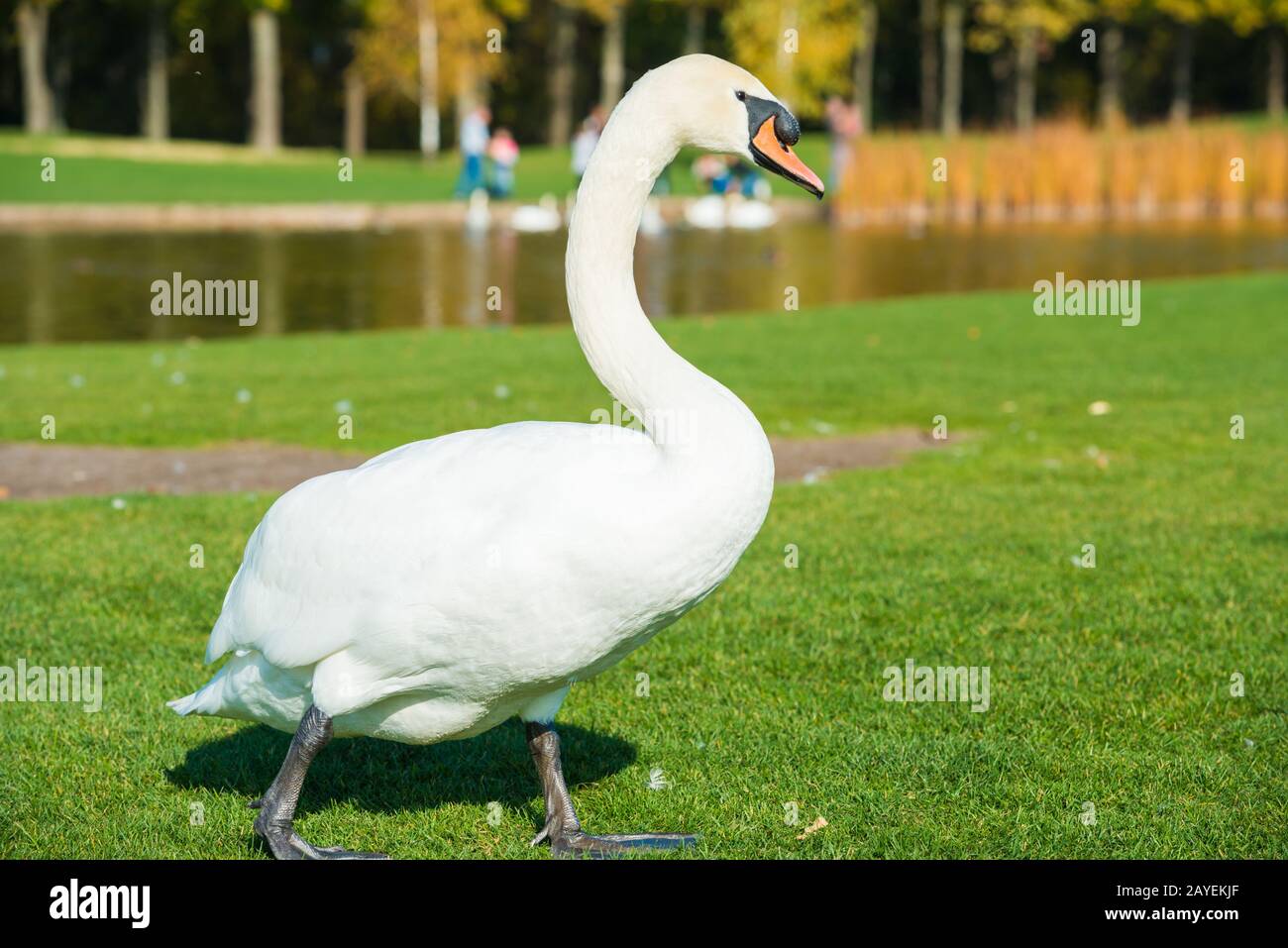 White swan on grass near lake Stock Photo