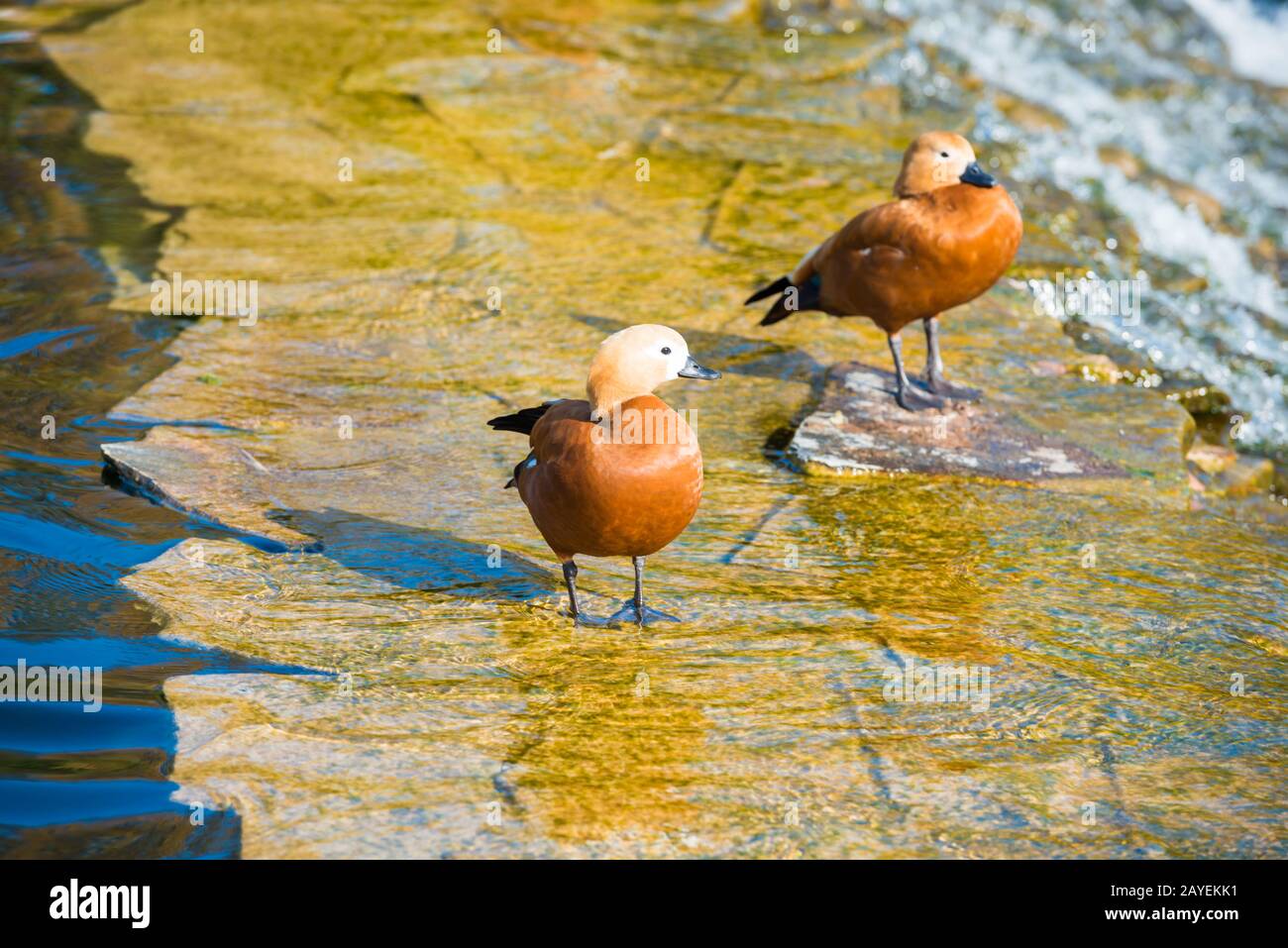 Ducks on a pond Stock Photo