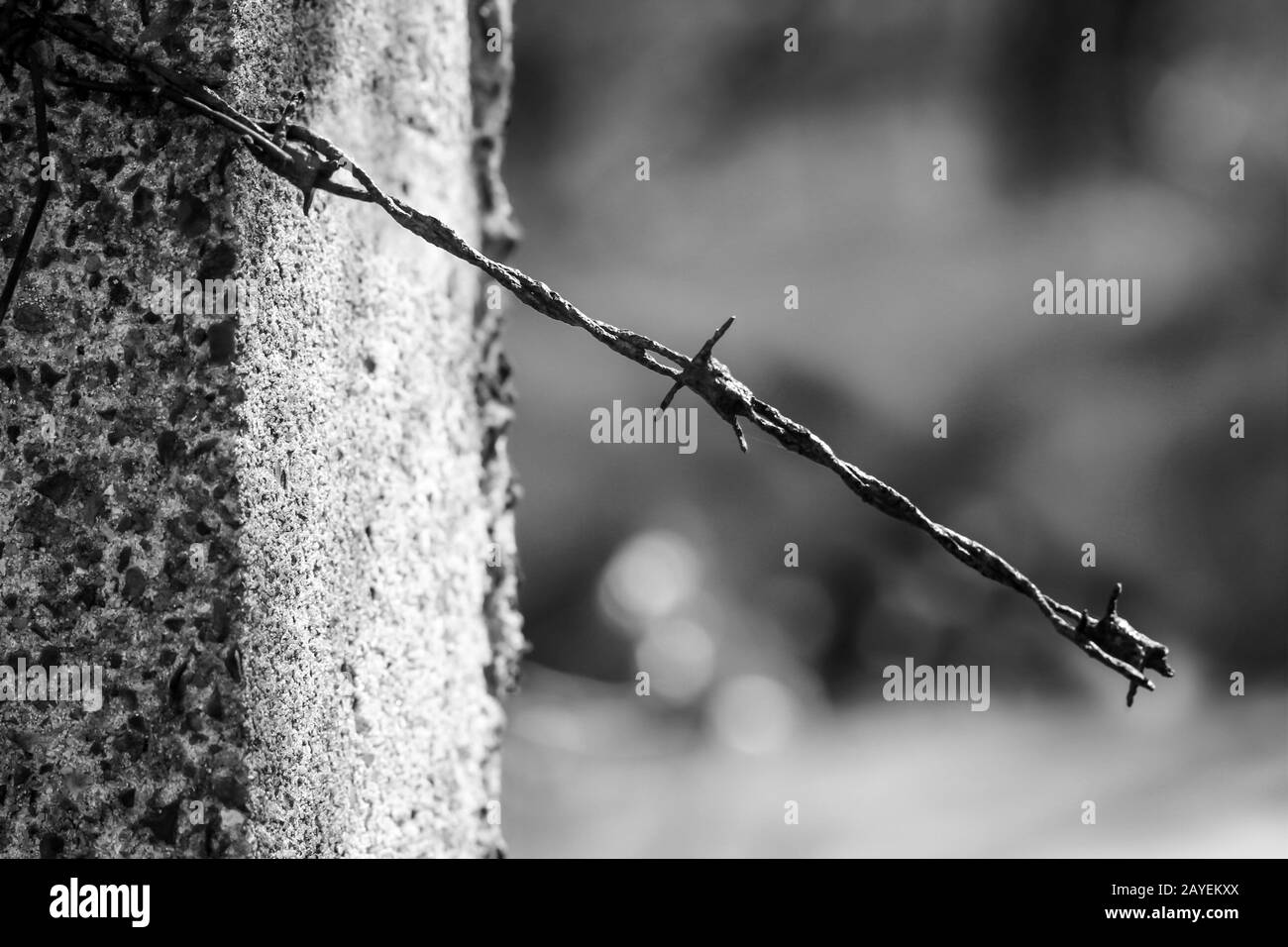 barbed wire bondage