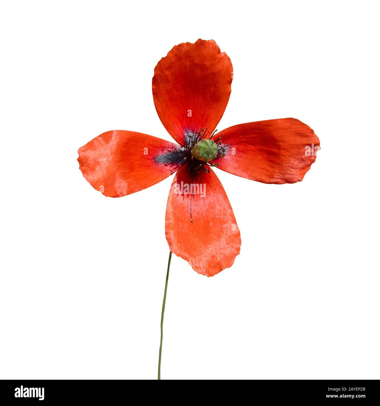 Wallpaper poppy Cut Out Stock Images & Pictures - Alamy