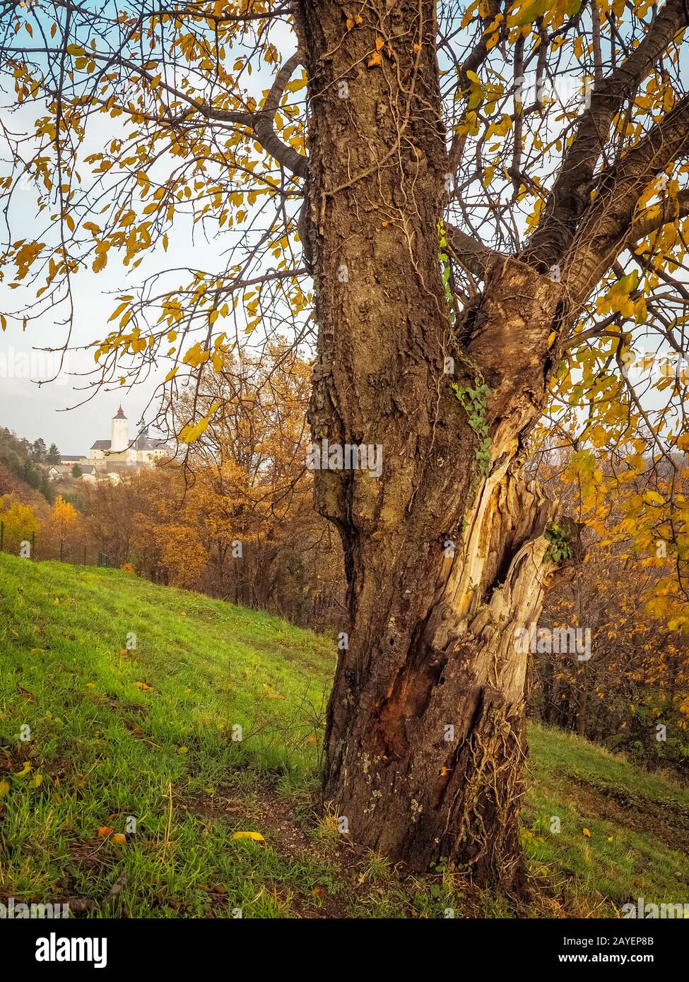 Tree in autumn with castle of forchtenstein in the background Stock Photo