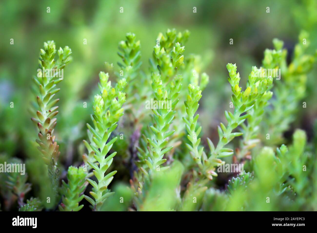 a close up of a very beautiful green moss plant Stock Photo