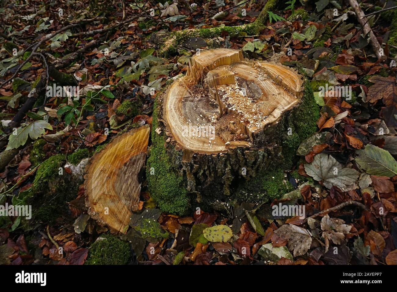 tree stump after tree felling Stock Photo