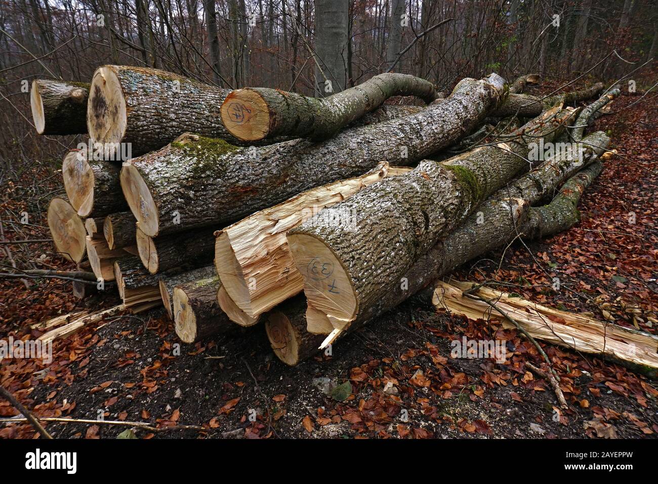 Ash wood hires stock photography and images Alamy