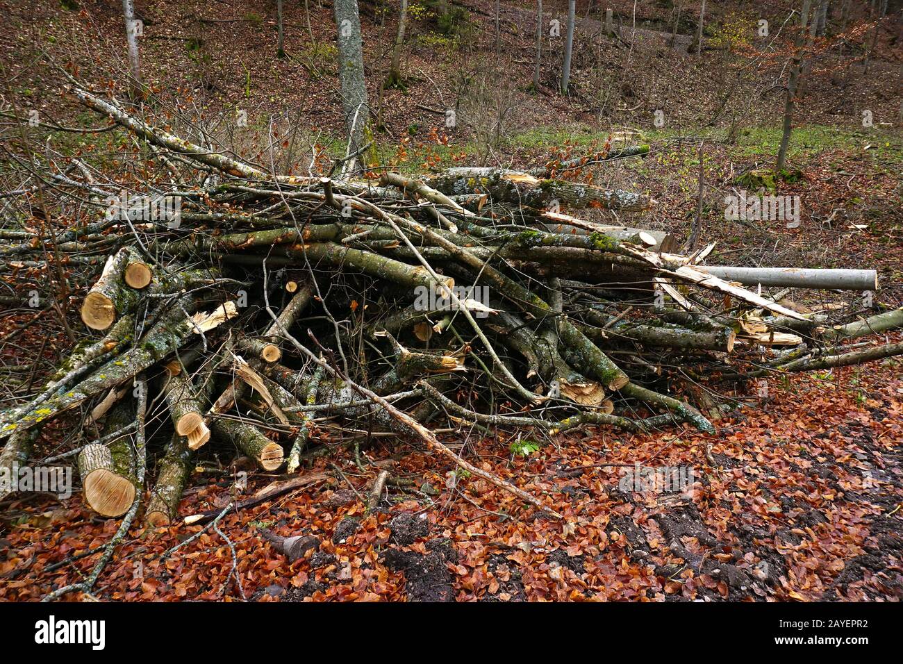 Wood piles in the forest for chipping into wood chips Stock Photo Alamy