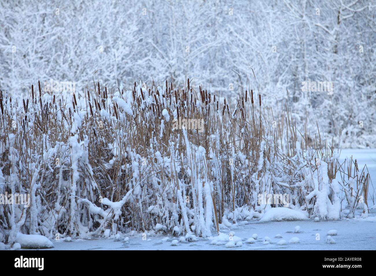 Reed on snow-covered lake Stock Photo
