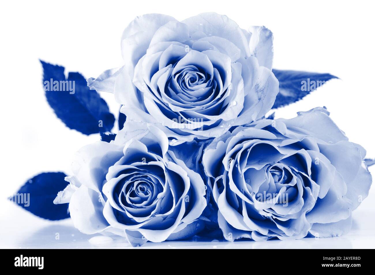 Shot of beautiful tender pastel shade roses. Blue toned. Stock Photo