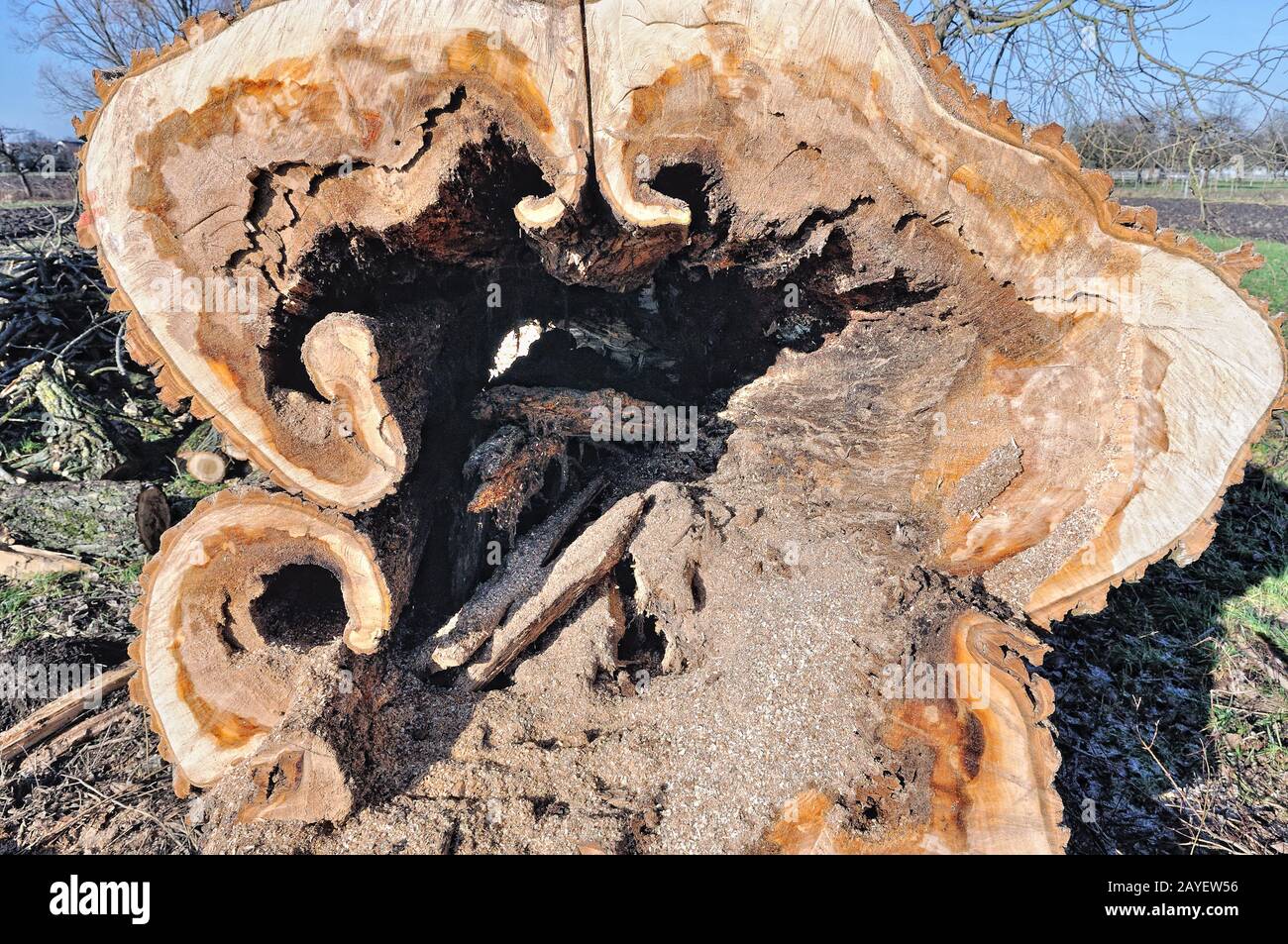 hollow old poplar tree trunk Stock Photo