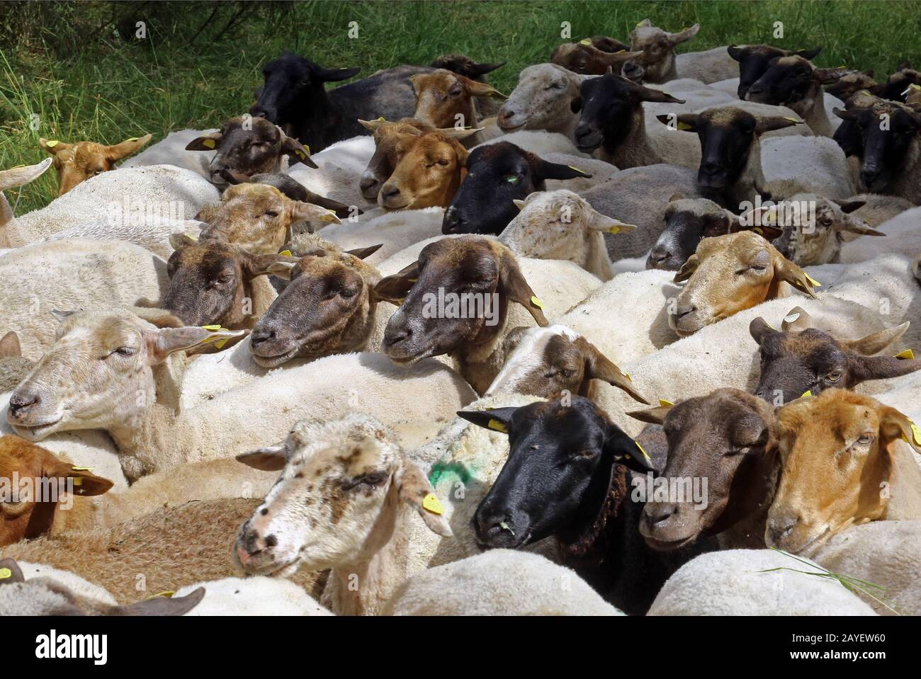flock of sheep Stock Photo