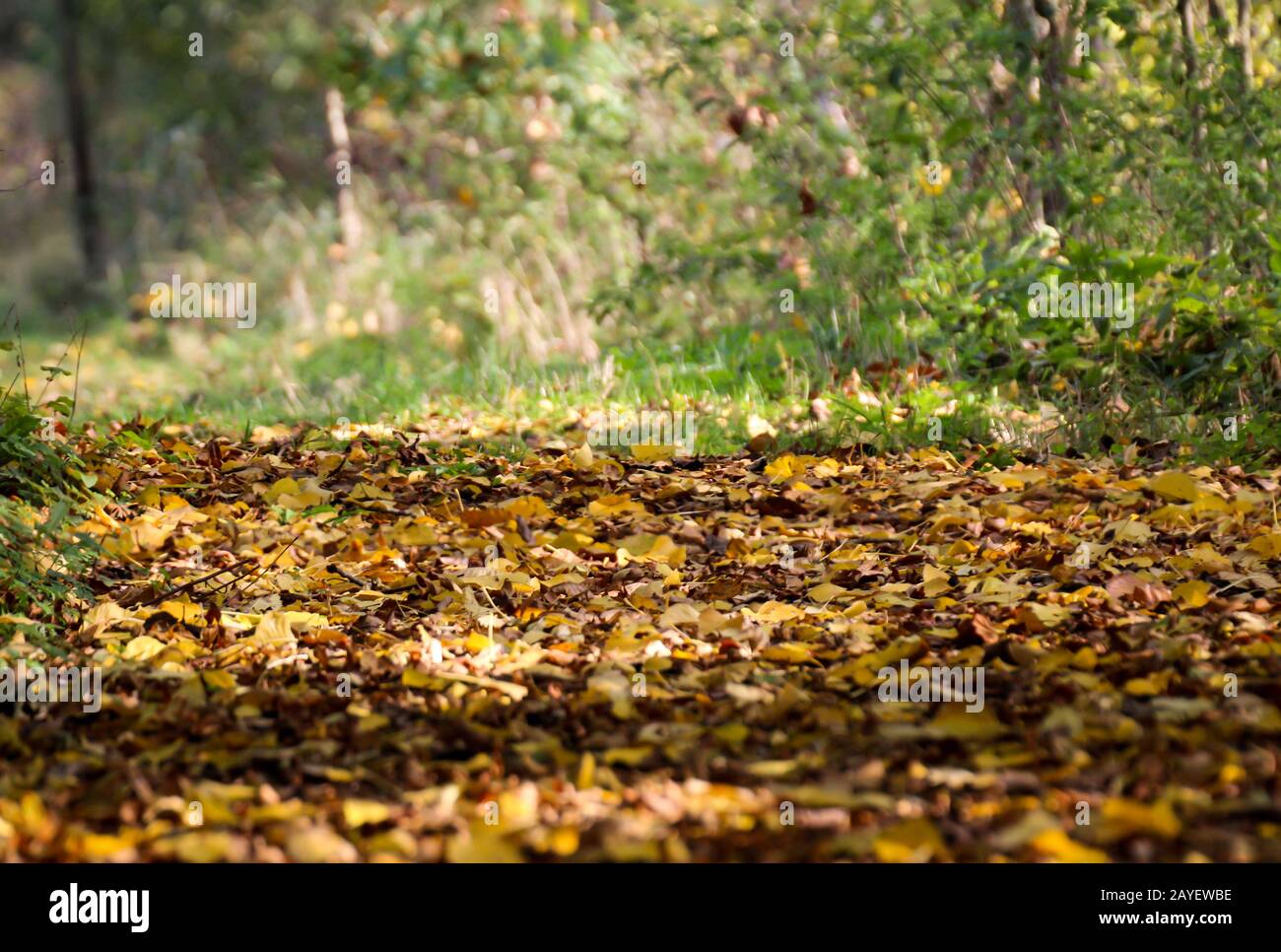 Autumn with a loth of leaves on the bottom of the forest Stock Photo