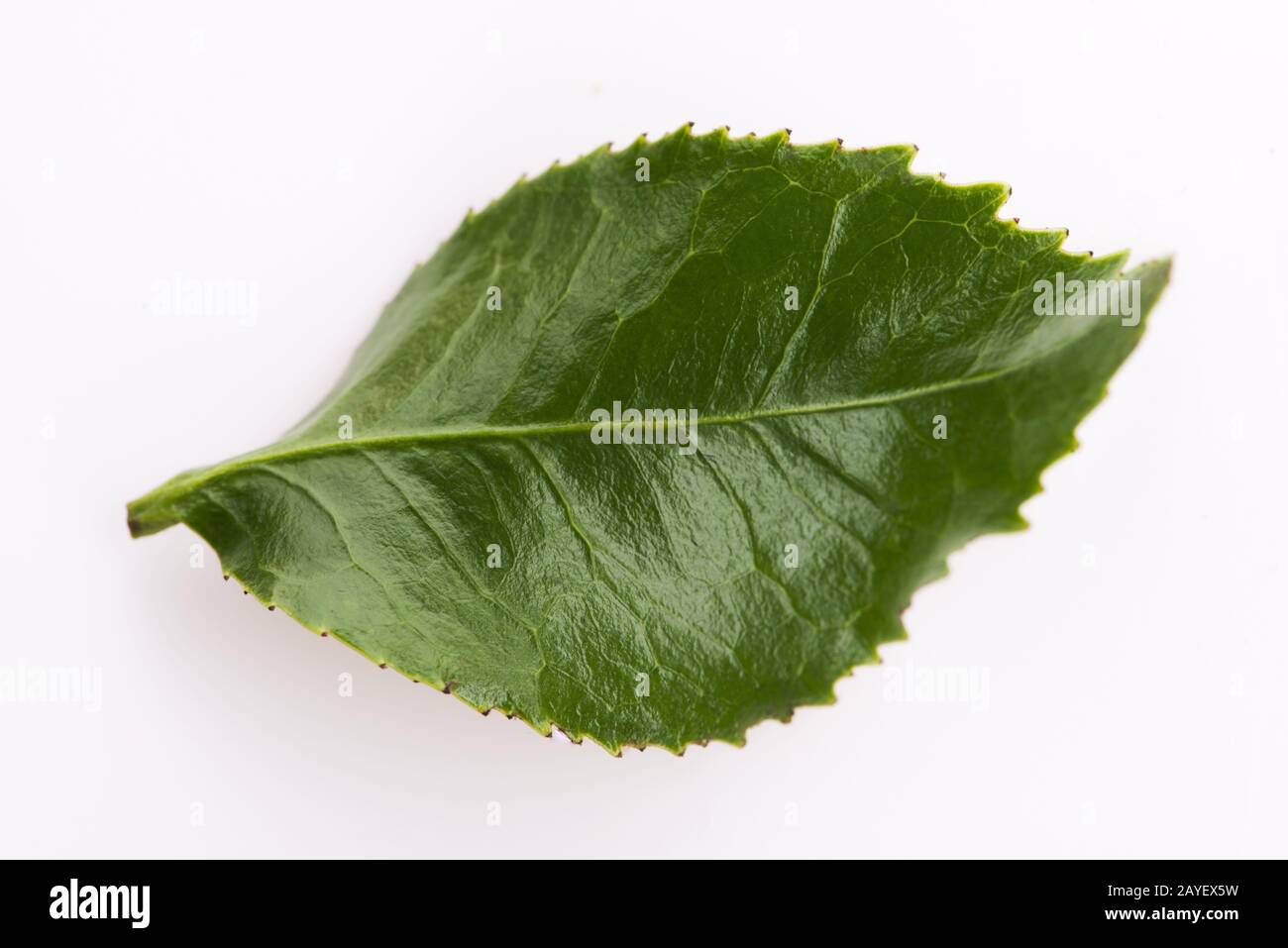 Green tea leaf isolated on white background Stock Photo