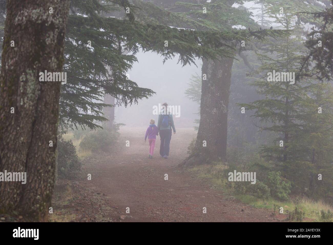 Hike in the forest Stock Photo - Alamy