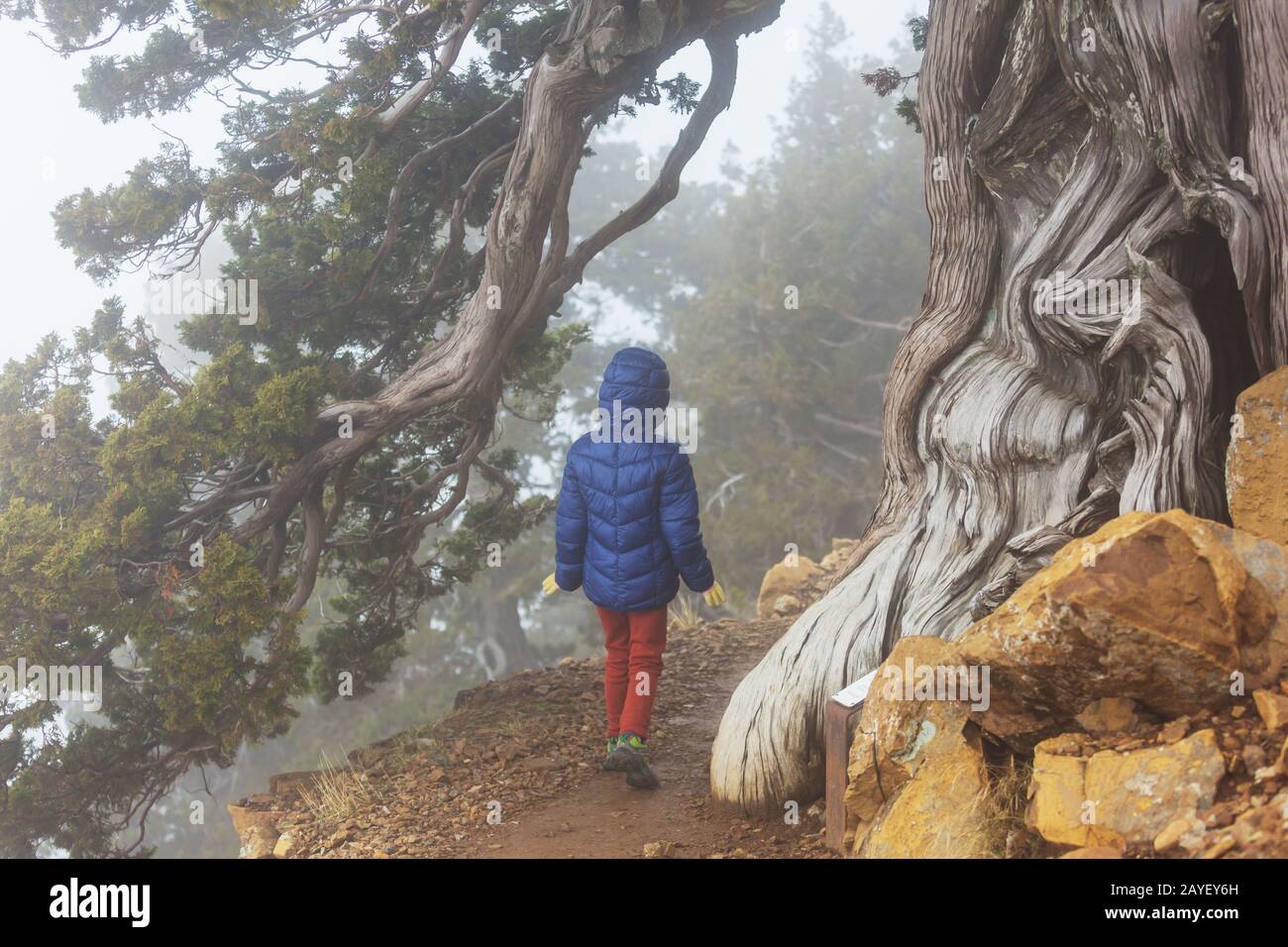 Hike in the forest Stock Photo - Alamy