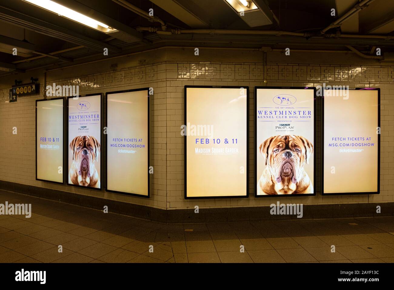 Hi tech electronic advertisements for the Westminster Kennel Club Dog Show. At the Union Square 14th Street subway station in Manhattan, NYC Stock Photo
