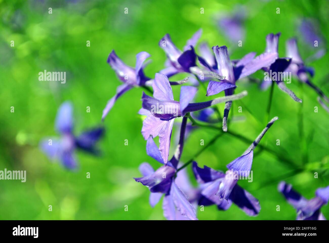 Consolida regalis (Forking Larkspur, Rocket-larkspur, Field larkspur) blue-purple flower, soft green grass bokeh Stock Photo