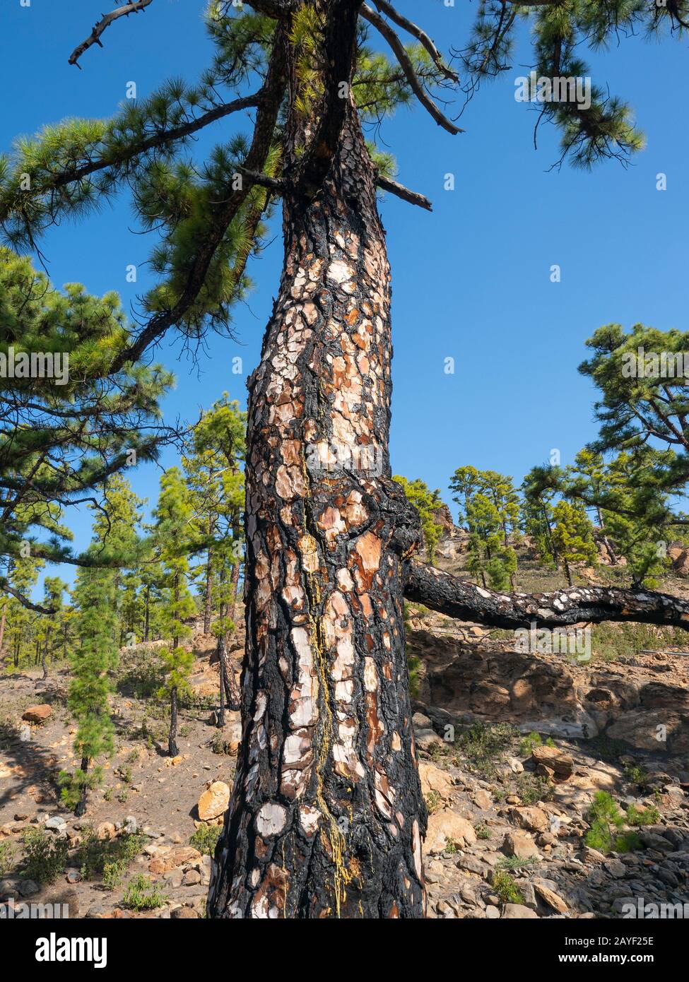 Canary Island pine Pinus canariensis Mount Teidi National park,Tenerife Stock Photo