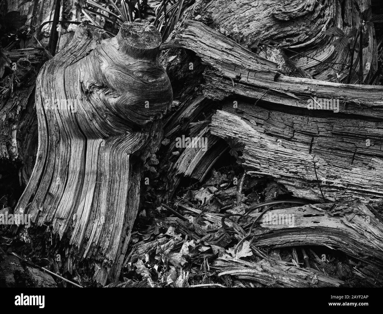 The shapes on these fallen tree parts caught my eye and showed interesting textures. Stock Photo