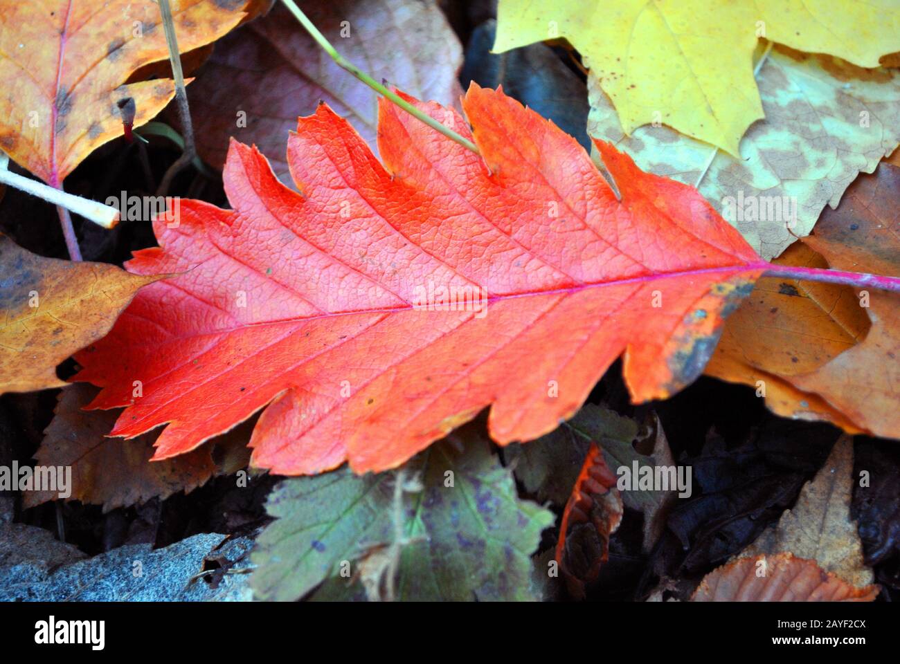 Sorbus  hybrida (oakleaf mountain ash, Swedish service-tree, Finnish whitebeam) bright red autumn leaf on colorful leaves background Stock Photo