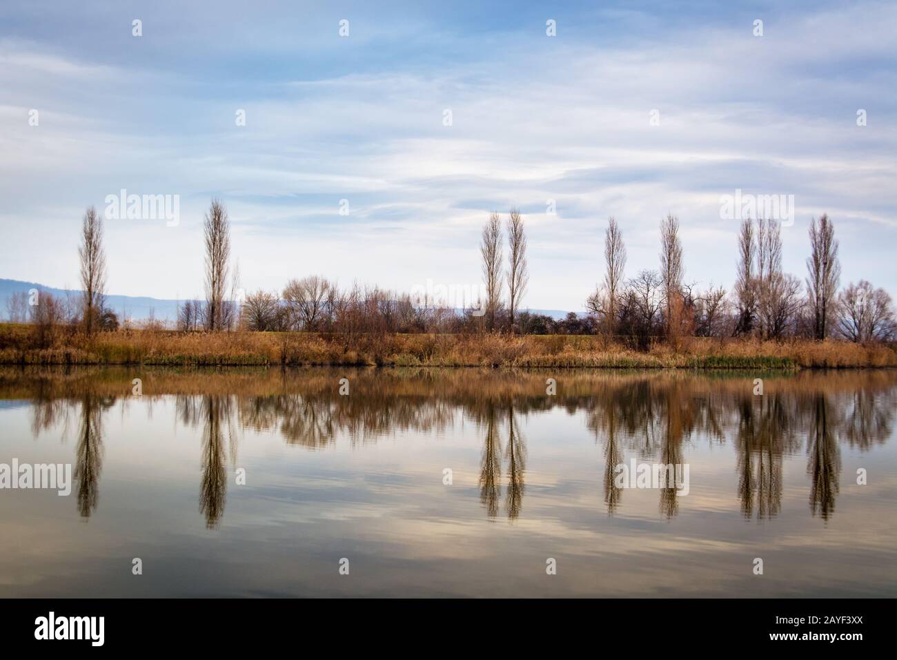 Trees in winter on a lakeside in burgenland Stock Photo