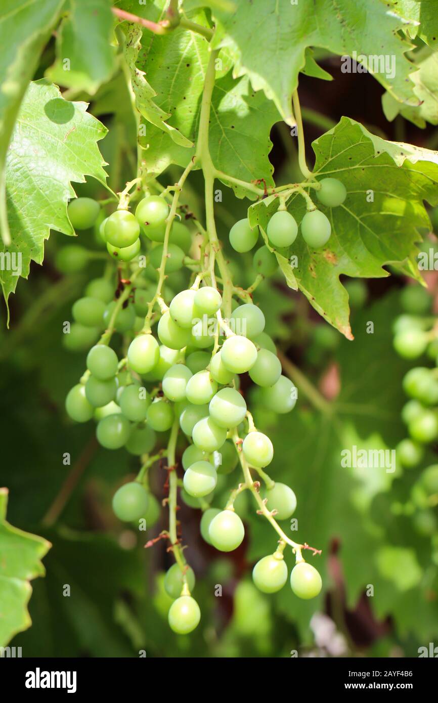 delicious white wine grapes, grapes on a vine Stock Photo