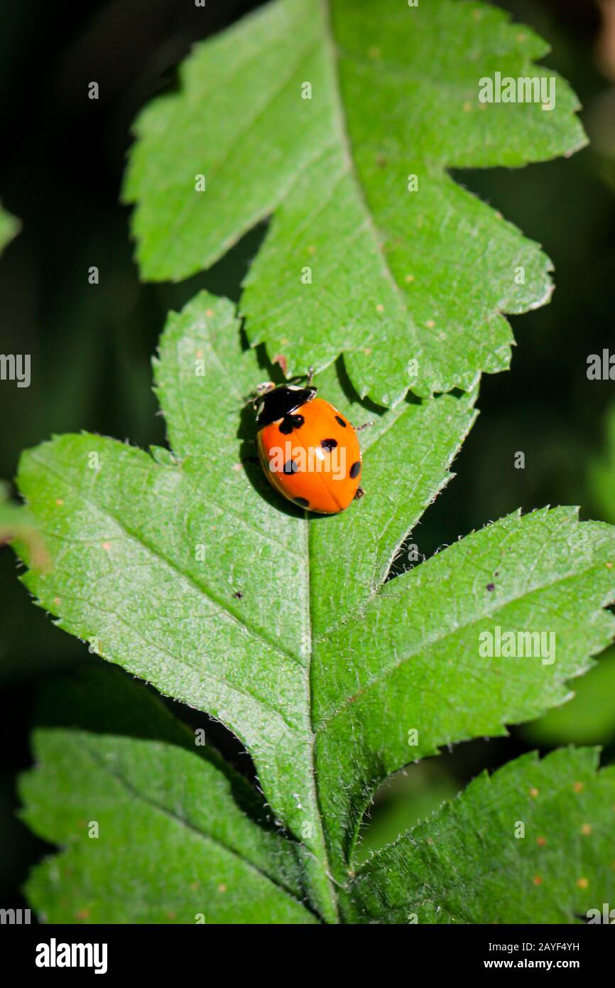 a close up of a ladybug on a leaf Stock Photo