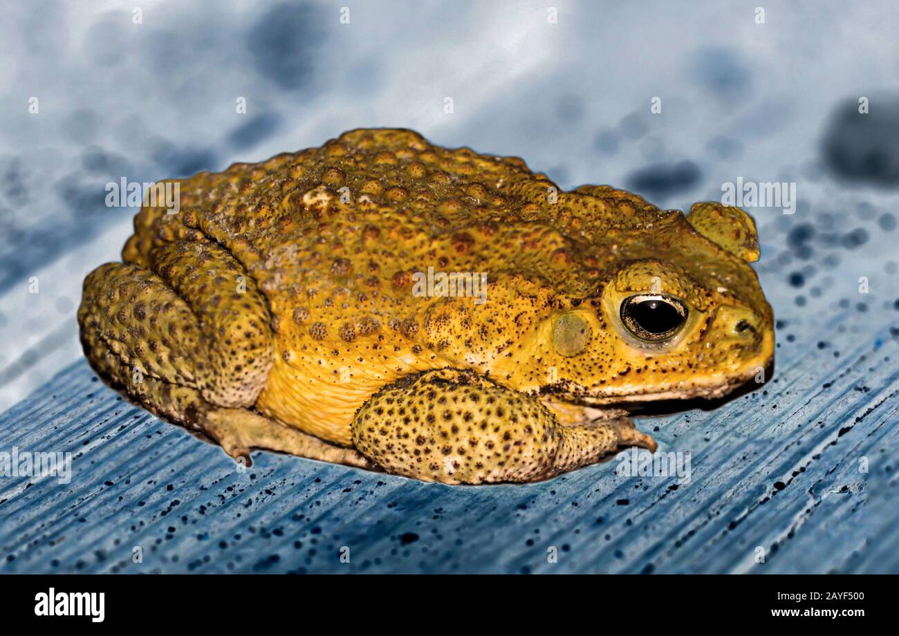 a southern american toad on a wooden board Stock Photo