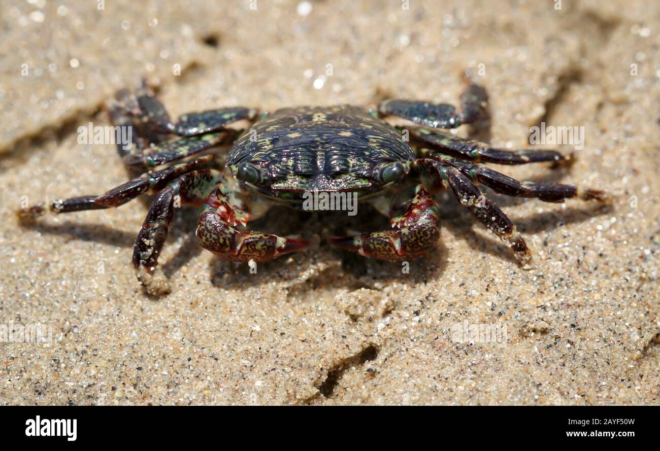 a small crab on the beach on the Pacific Ocean Stock Photo