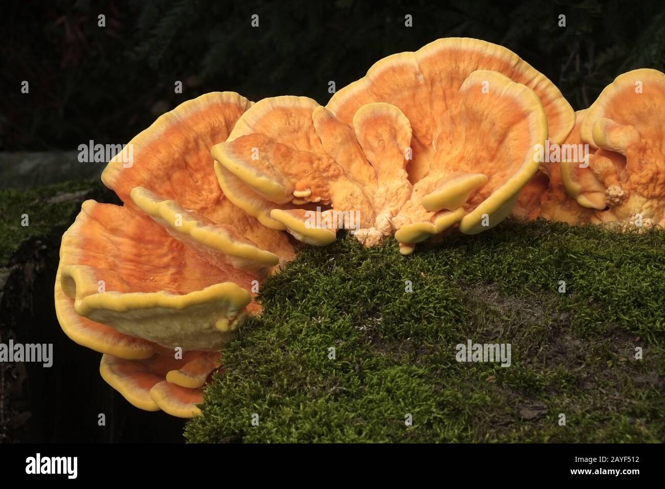 Common Sulfur Porling, Chicken of the woods Stock Photo