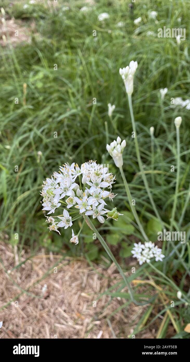 Flowering Garlic Chives (Allium tuberosum). Members of the onion and garlic family are indispensable in cooking. Stock Photo