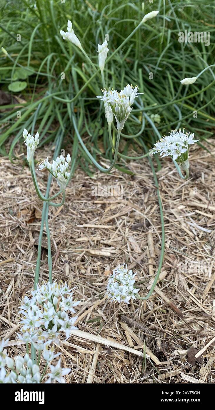 Flowering Garlic Chives (Allium tuberosum). Members of the onion and garlic family are indispensable in cooking. Stock Photo
