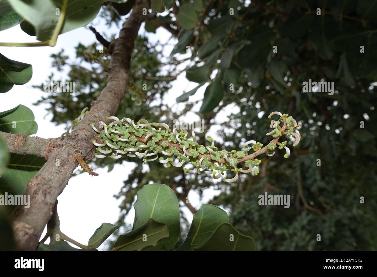 female carob tree inflorescences (Ceratonia siliqua Stock Photo Alamy