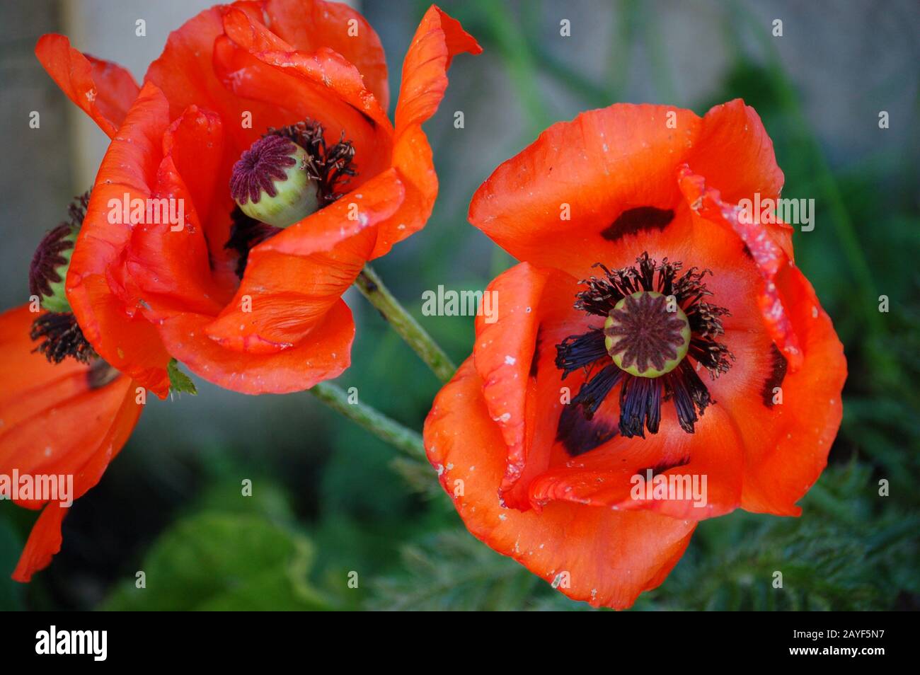 Red poppies black border hi-res stock photography and images - Alamy