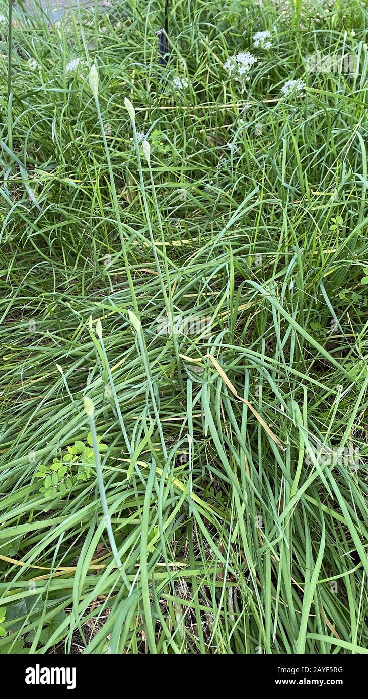 Flowering Garlic Chives (Allium tuberosum). Members of the onion and