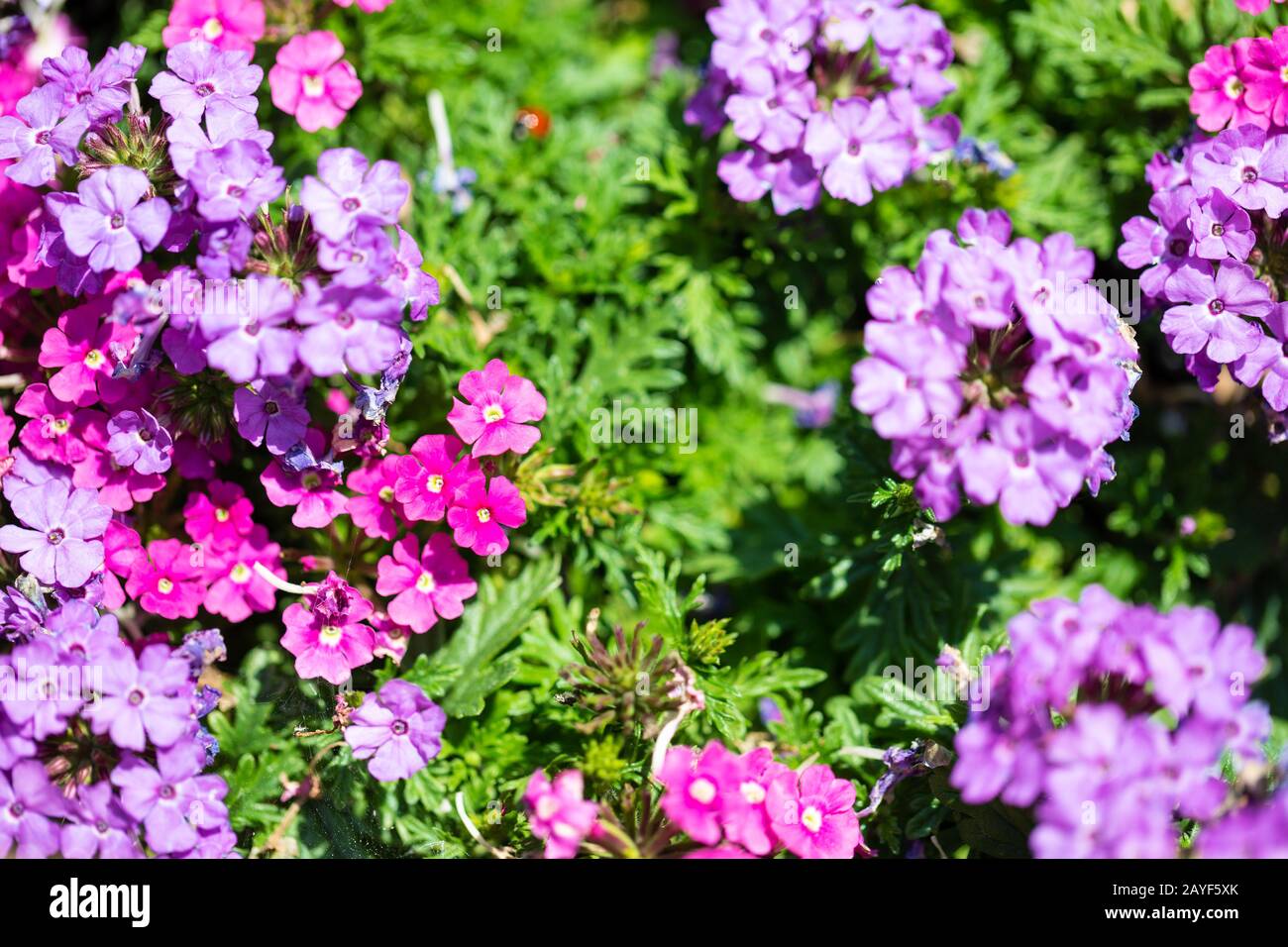 Small pink flowers close up, small depth of field Stock Photo