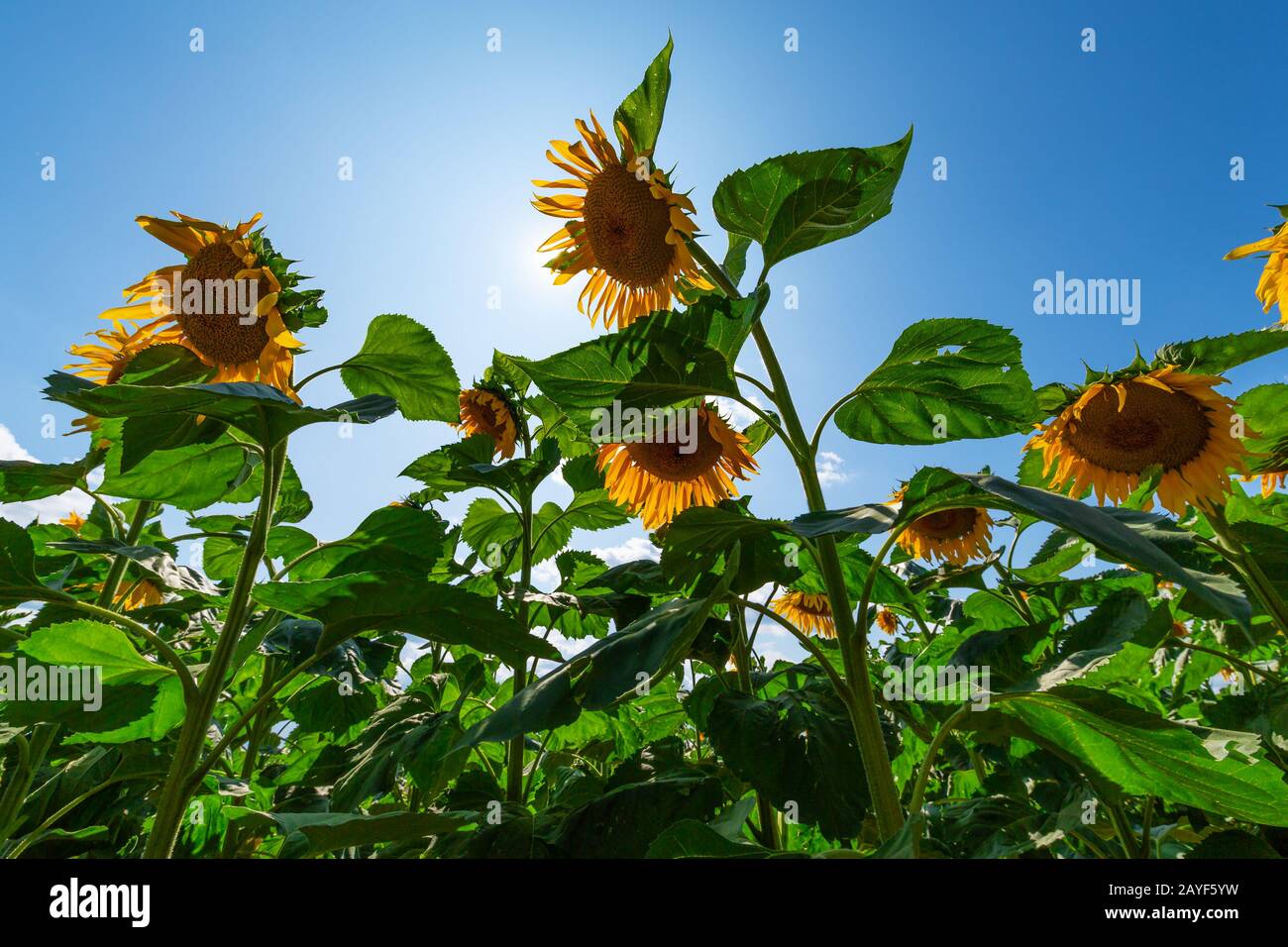 Flowers sunflowers on a background of blue sky Stock Photo
