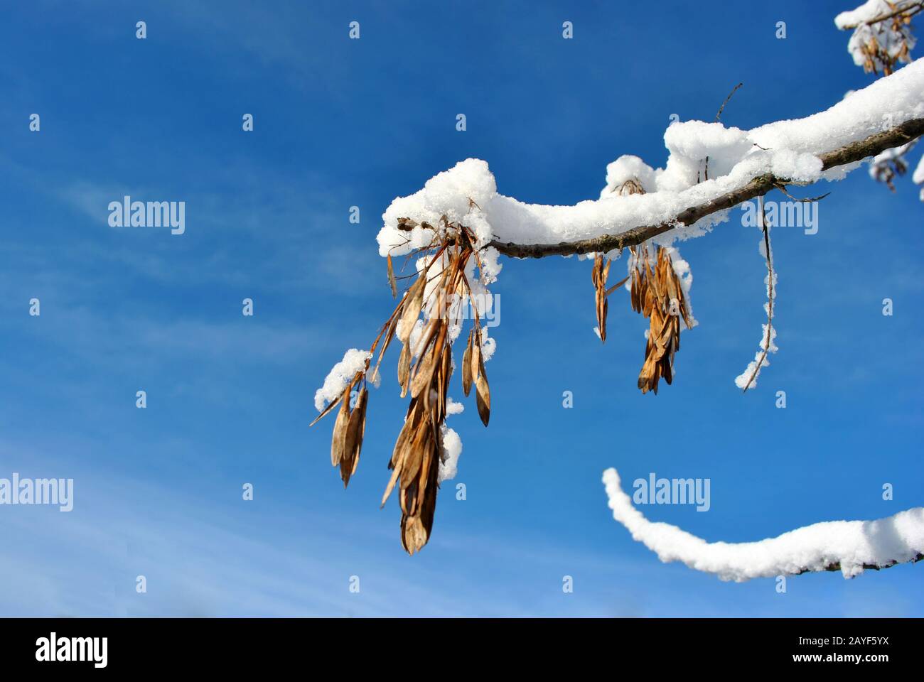 Dry ash tree (Fraxinus) seeds on twig covered with snow, blue sunny background Stock Photo