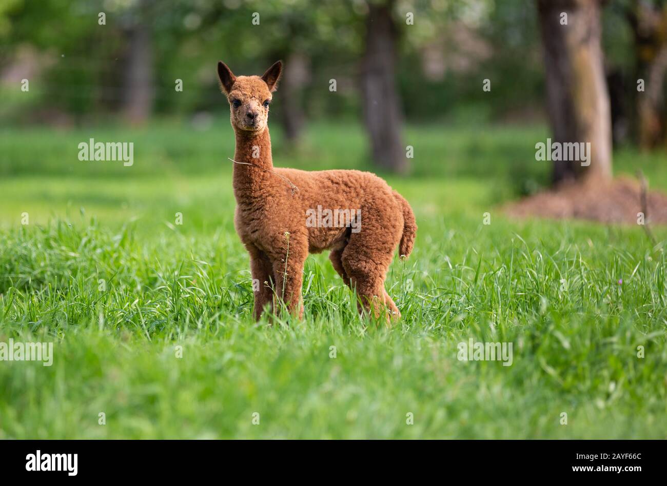 Portrait of a young Alpaca, a South American mammal Stock Photo