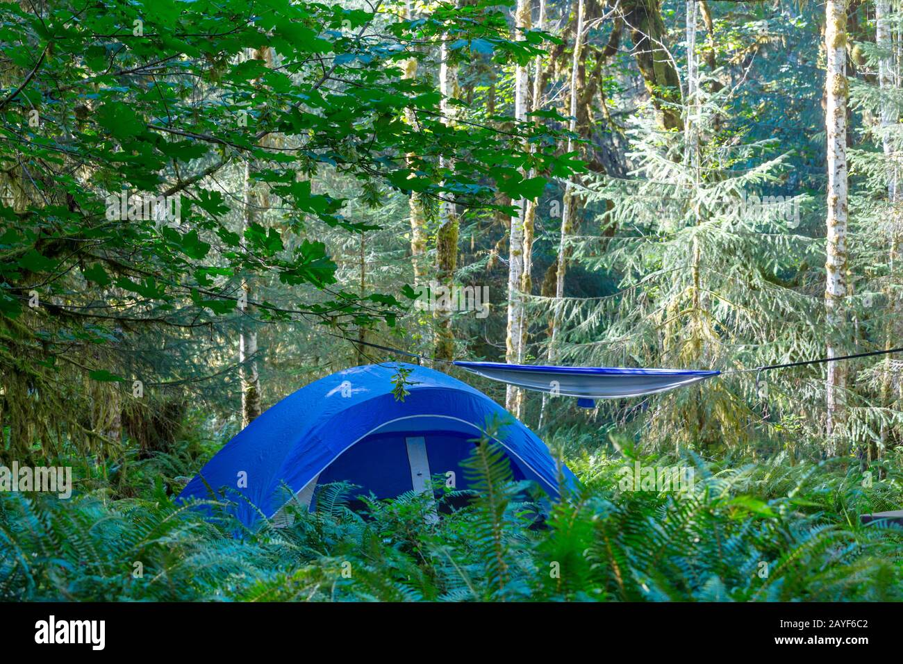 Tent in the forest Stock Photo - Alamy