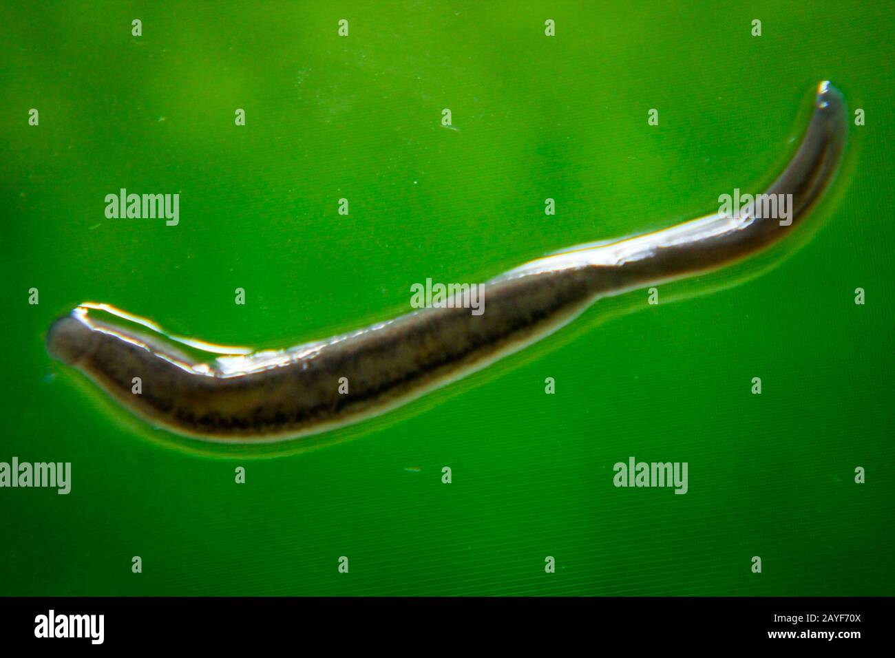 Macro of an Asian leech, about 1 cm long Stock Photo