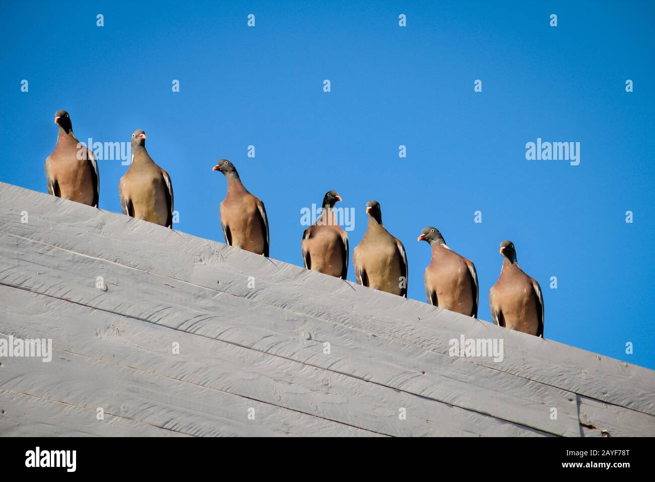 many pigeons sit on the roof of a building Stock Photo